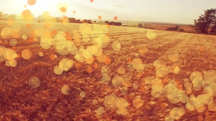 Sticker - Bokeh lights in a field