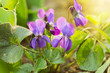 bush blooming violets. shallow depth of field
