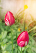 tulip flower on blurred background