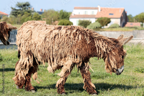 Ane Du Poitou Baudet Du Poitou Stock Photo Adobe Stock
