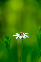 Wall Mural - White daisy flower garden, with drops of dew on petals close-up