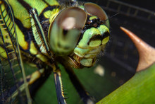 A Dragonfly Resting On The Plant Branches In A Close-up Picture