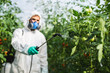 Young worker spraying organic pesticides on tomato plants in a greenhouse.