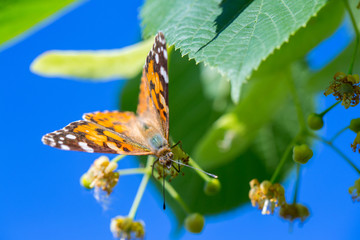 Wall Mural - Painted Lady butterfly (Vanessa cardui) feeds on a nectar of flowers of Linden tree