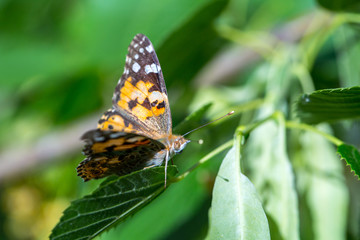 Wall Mural - Painted Lady butterfly (Vanessa cardui) feeds on a nectar of flowers of Linden tree