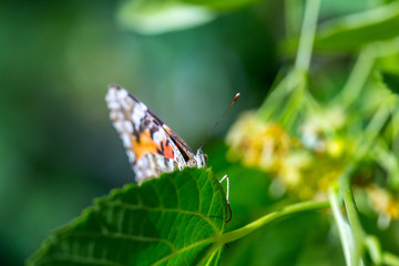 Wall Mural - Painted Lady butterfly (Vanessa cardui) feeds on a nectar of flowers of Linden tree