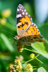 Wall Mural - Painted Lady butterfly (Vanessa cardui) feeds on a nectar of flowers of Linden tree