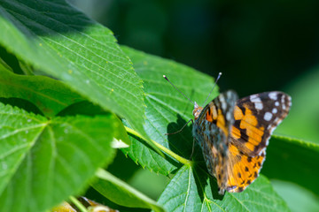 Wall Mural - Painted Lady butterfly (Vanessa cardui) feeds on a nectar of flowers of Linden tree