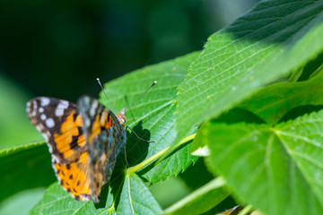 Wall Mural - Painted Lady butterfly (Vanessa cardui) feeds on a nectar of flowers of Linden tree