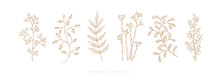 Set Hand Drawn Curly Grass And Flowers On White Isolated Background. Trendy Wildflowers And Herbs. Botanical Illustration. Decorative Floral Picture.