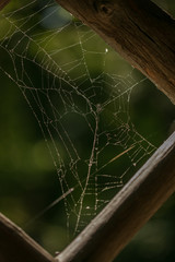 cobweb