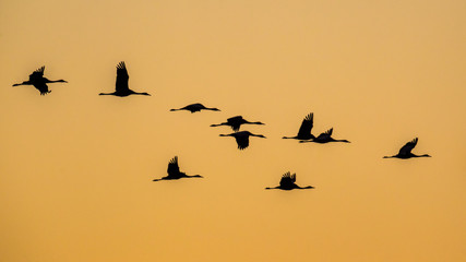 Poster - Cranes against orange sky