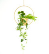 Hanging plant in a wire planter with greens, plants and vines in a modern wire isolated on white.