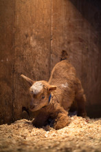 Newborn Fainiting Goat Learning To Walk For First Time In Barn