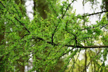 Sticker - Young green larch needles and part of branch.