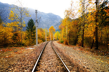 Wall Mural - Railroad tracks on mountainside landscape in between colorful autumn leaves and trees in forest of Mersin, Turkey