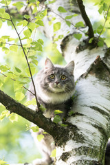 young blue tabby maine coon cat sitting on birch tree observing the back yard