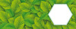 Eco Banner Green Beech Leaves White Hexagon Header