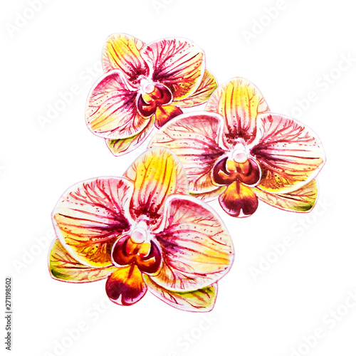 Tree beautiful orange  orchid flowers. Watercolor painting. Exotic plant. Flo...