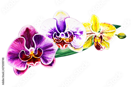 Tree beautiful colorful orchid flowers. Watercolor painting. Exotic plant. Fl...