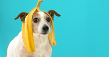 Funny Jack Russell Terrier Dog With Banana Peel On Its Head Looking At Camera On A Blue Background