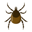 Mite insect. Encephalitis parasite, brown bug. Dangerous for human creature.