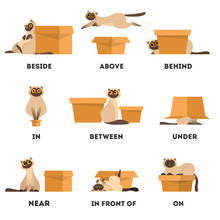 Cat And Box Set. Learning Preposition Concept. Animal Above