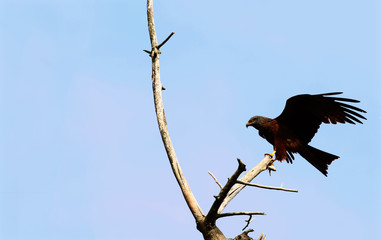 steppe eagle, which is trying to sit on a dry tree ...