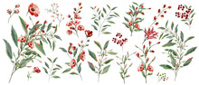 Watercolor Illustration. Botanical Collection Of Wild And Garden Plants. Set: Leaves Flowers, Branches, Herbs And Other Natural Elements. All Drawings Isolated On White Background. Red Flower.