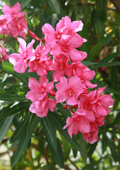 Canvas Print - Nerium oleander	