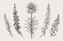Summer Floral Composition. Design Elements. Garden Flowers. Vector Vintage Botanical Illustration. Black And White