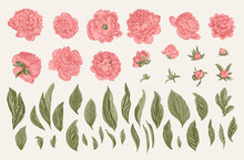 Vintage Vector Botanical Illustration. A Set Of Independent Elements. Flowers, Buds And Leaves Of Peonies.