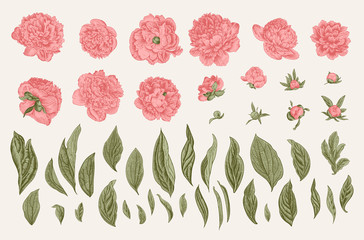 Vintage vector botanical illustration. A set of independent elements. Flowers, buds and leaves of peonies.