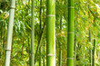 The image of bamboo grove in suburban Nagoya, Japan