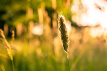 Timothy-grass Aka Meadow Foxtail In Sunlight Of Golden Sunset