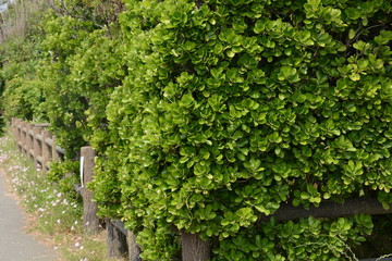 Poster - The evergreen Japanese spindle tree (Euonymus japonica) is used for hedges.