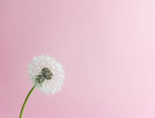 Fluffy Dandelion On A Delicate Pink Background With Space For Text