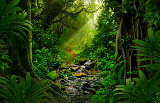 southeast asian rainforest with deep jungle