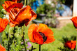 Huge orange Oriental poppies (Papaver orientale) have a radiant and papery blooms with black eyes.
