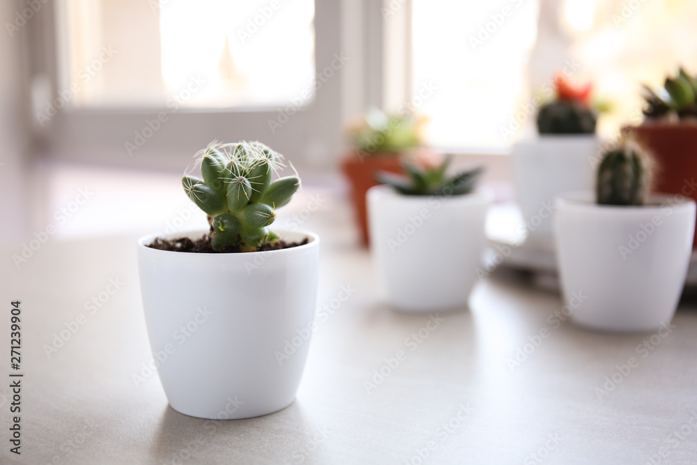 Green succulent in pot on table