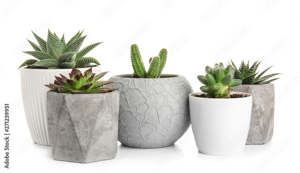 Green succulents in pots on white background