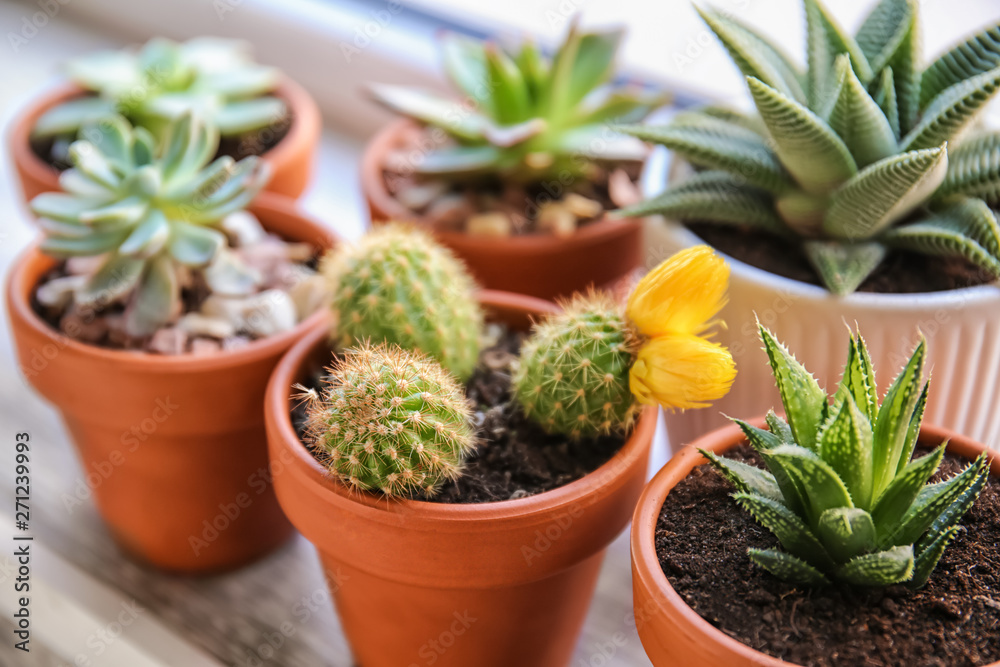 Green succulents in pots on windowsill