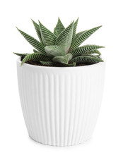 Green Succulent In Pot On White Background