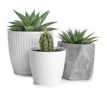 Green Succulents In Pots On White Background
