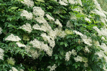 Wall Mural - Sambucus nigra, elderberry, black elder white flowers