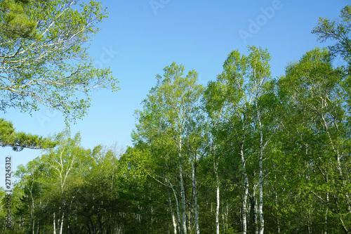 八千穂高原の白樺林 長野県南佐久郡佐久穂町 Stock Photo Adobe Stock 八千穂高原の白樺林 長野県南佐久郡佐久穂町 Stock Photo Adobe Stock
