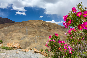 Wall Mural - High voltage poles in arid mountain landscape in Ladakh, India