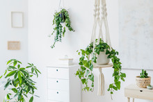 Stylish And Minimalistic Boho Interior With Crafted And Handmade Macrame Shelf Planter Hanger For Indoor Plants, Design Furnitures, Elegant Accessories. Botany Home Decor Of Living Room With Plants. 