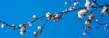 Natural Panoramic Background, Banner, Template - Apricot Blossom With Beautiful White Flowers And Blue Sky