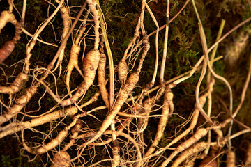 Poster - Korean ginseng roots, Chinese herbal medicine 